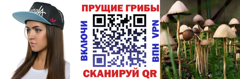 Купить закладки  Ессентукская  Псилоцибиновые грибы мицелий 